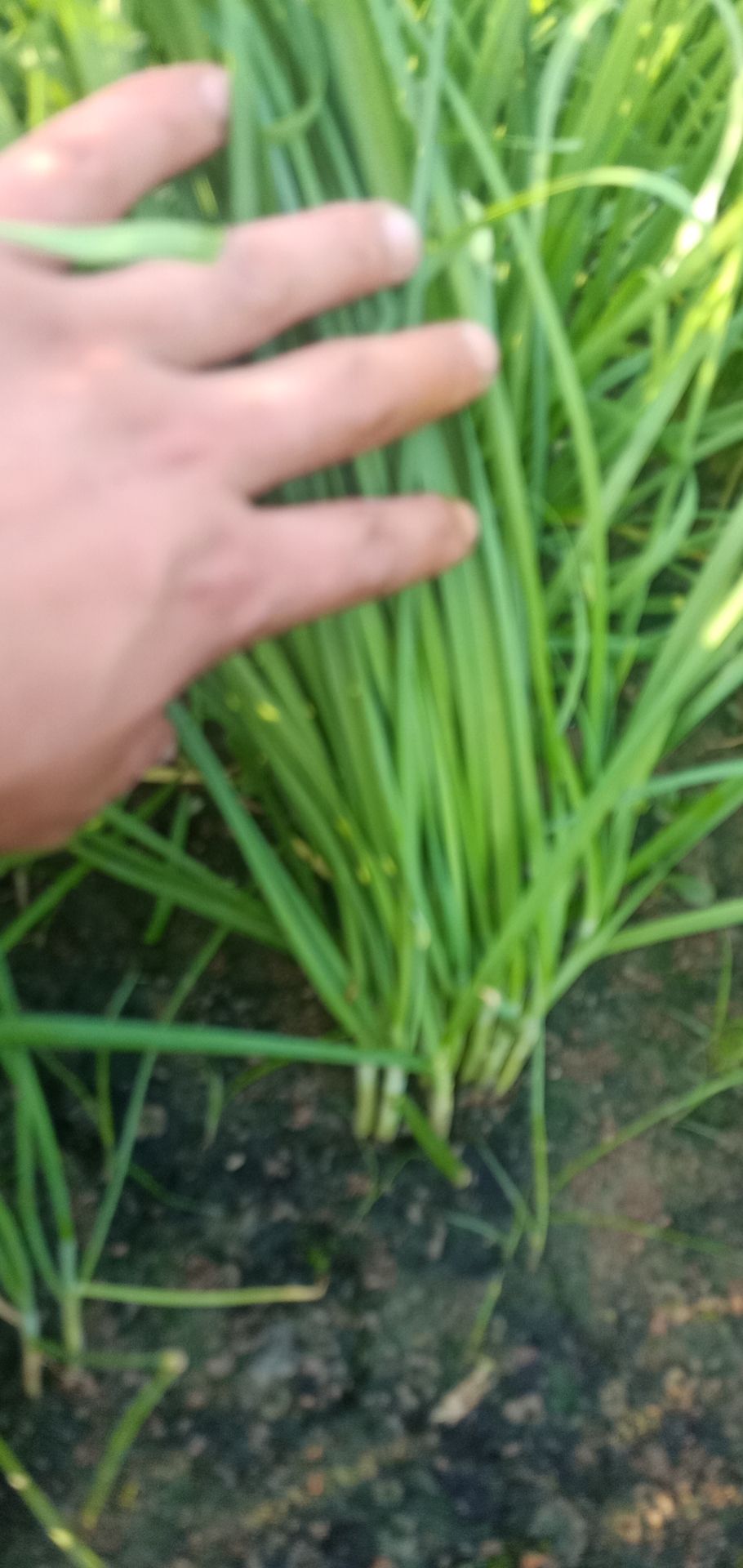 韭菜大量上市中有需求的可以联系