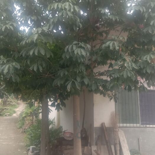 西峡县各种规格七叶树，任您选购