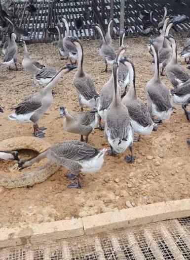 南宁 脱温马岗鹅苗大种马岗鹅苗大种肉鹅苗正宗马岗鹅苗种蛋小鹅苗活体