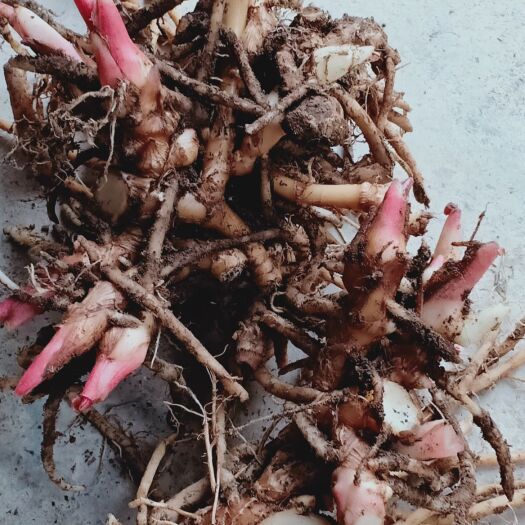三都县阳荷种苗  基地直供，一手货源，现挖现发，品质保证。