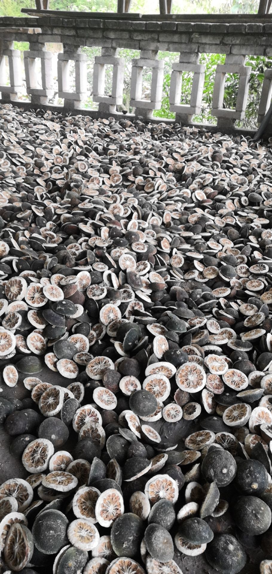 枳壳 自家农场种植质量保证药性达标颜值高
