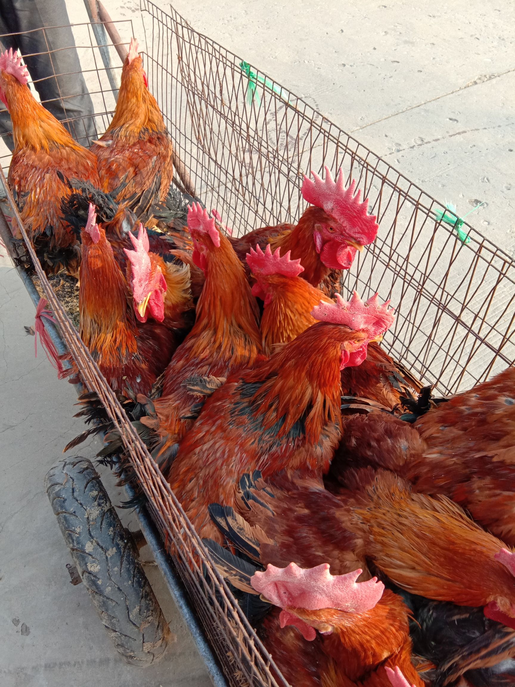 [土鸡批发] 大红公鸡4到6斤半价格73元/斤 