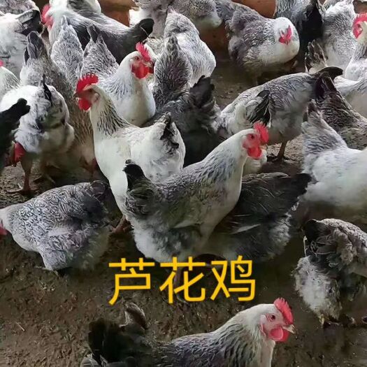 兴业县芦花鸡，均重3.78左右，鸡健康均匀。