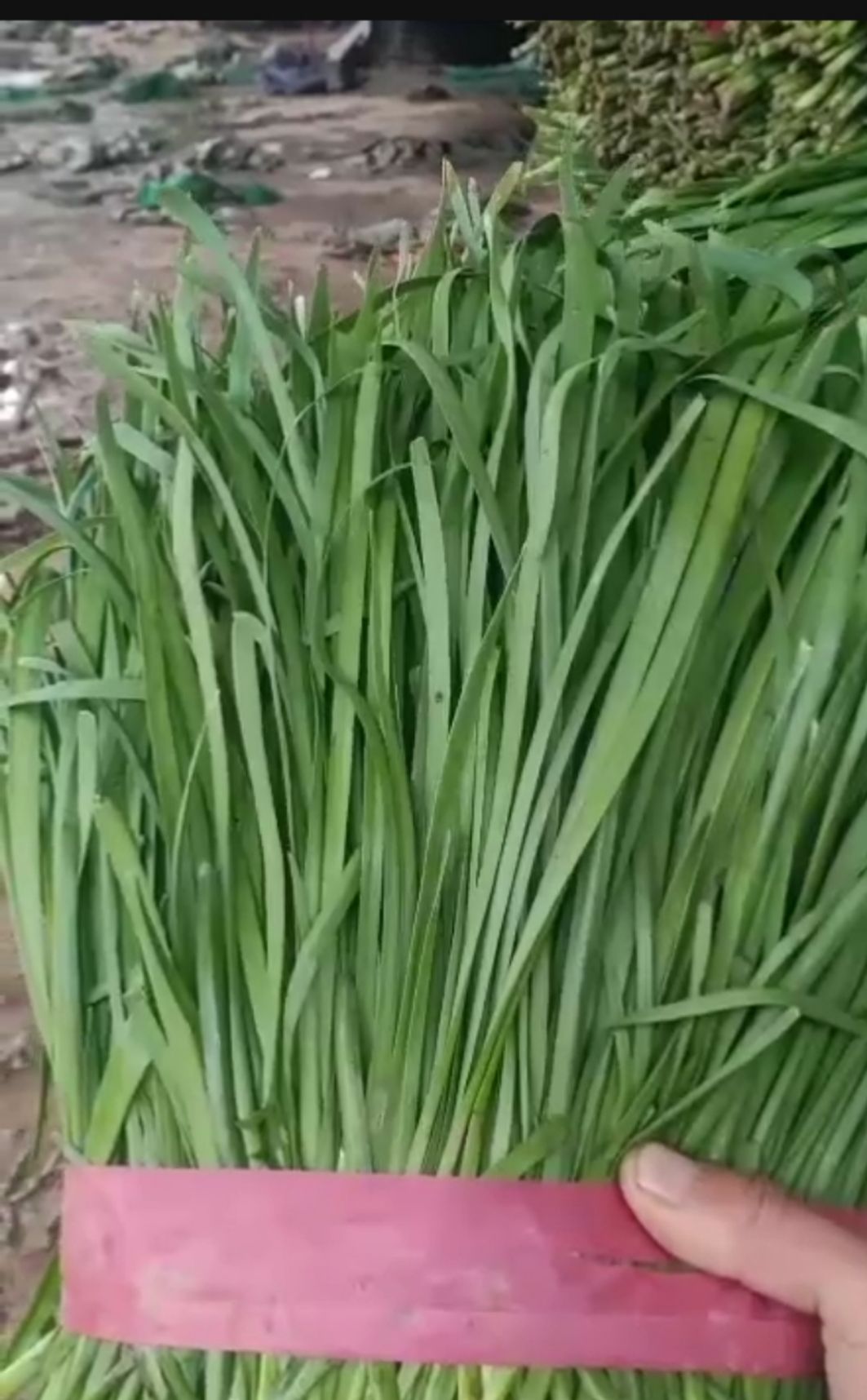 韭菜大量上市中有需求的老板提前联系我