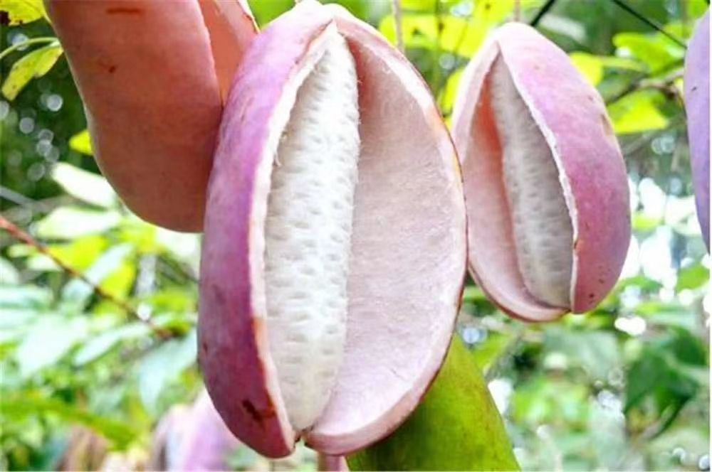 粉红六号八月瓜 野生 粉红