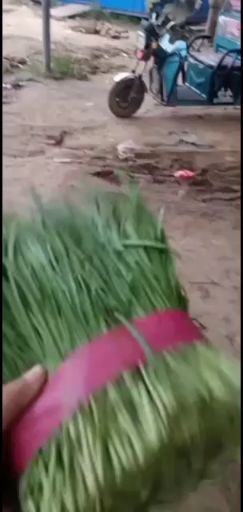 韭菜大量上市中有需求的老板提前联系我