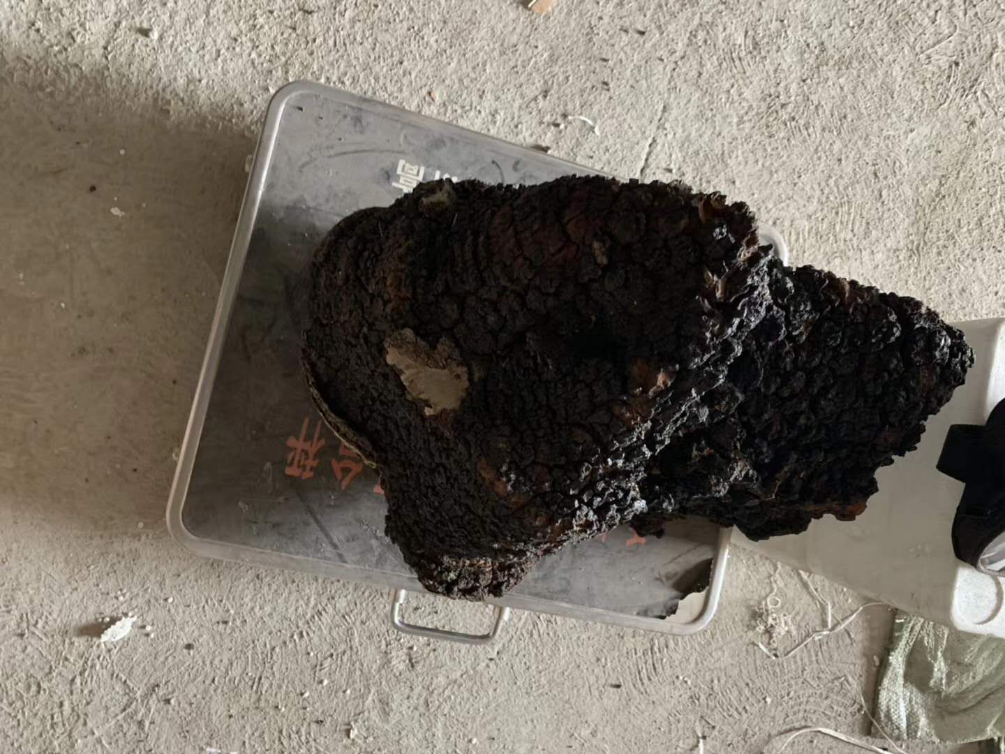  小块桦树茸