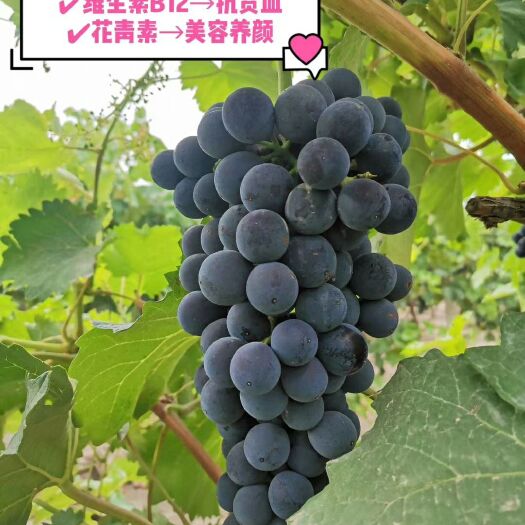 博乐市夏黑葡萄