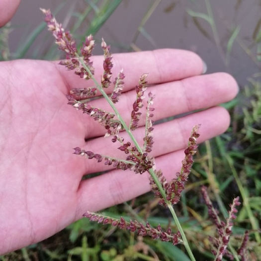 小米种子 小米草种子，