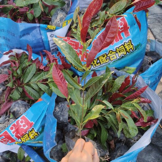 漳州红背桂盆栽 红背桂