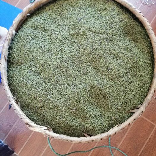 阳新县吴茱萸种子 中花吴茱萸大量上市货真价实