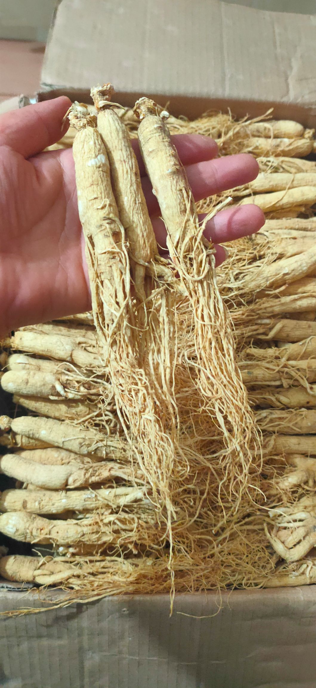 长白山人参生晒参 长期现货供应，湖南长沙浏阳发货