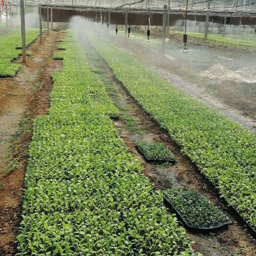 凯里市宽叶芥菜