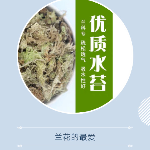 隆回县水苔苔藓  活鲜水苔蝴蝶兰花草办公室花草风景盆栽铺面保水运输