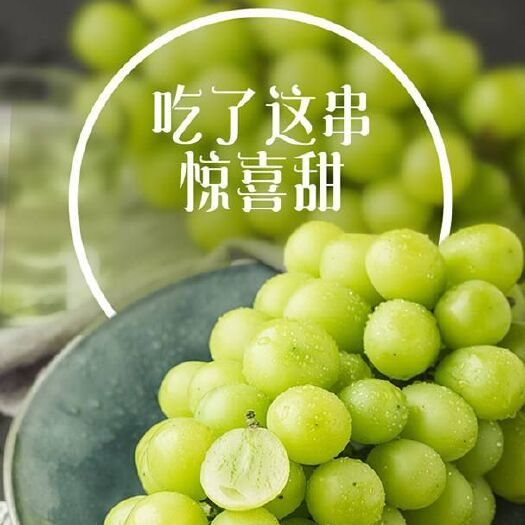 蒙阴县 精品泽香葡萄  青翠欲滴 汁多肉甜