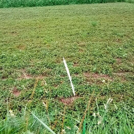 六盘水 本地鱼腥草，鲜嫩