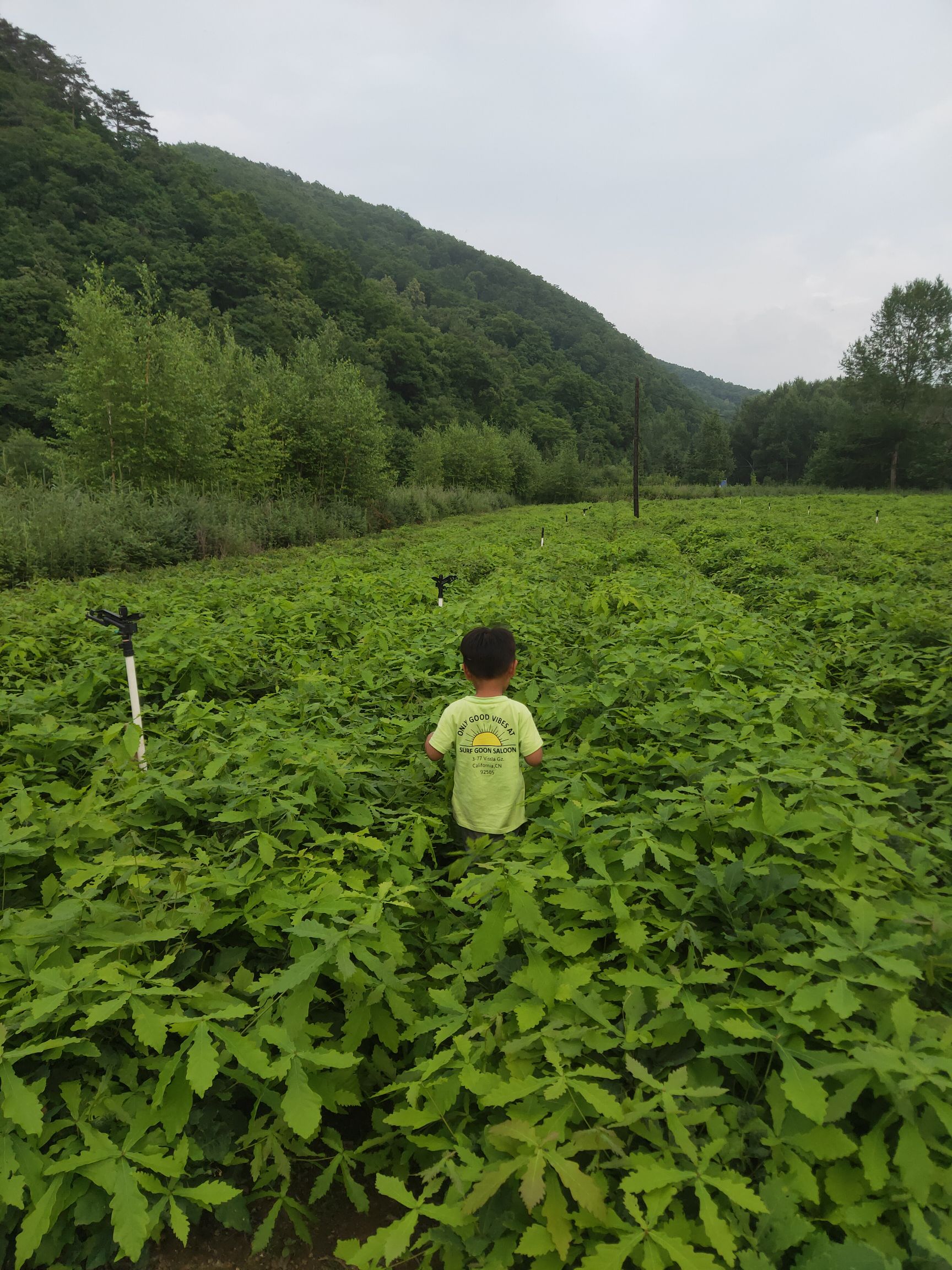 柞树  柞树苗（青岗柞=辽东栎）