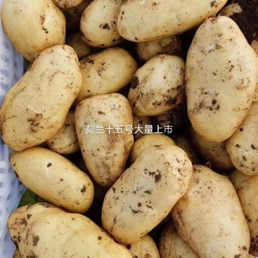 山丹县新土豆大量上市。荷兰15号土豆 荷兰十五号，大西洋，226