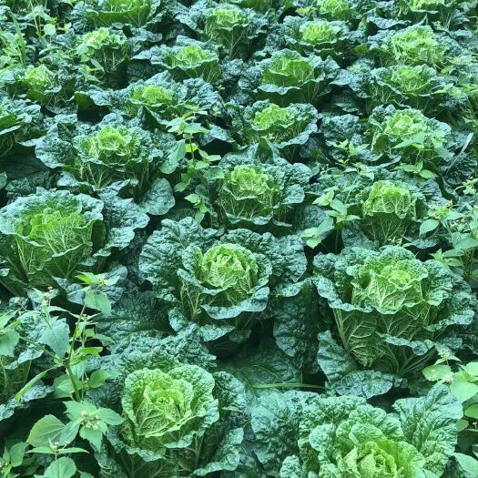 黄心大白菜，矮颗，山地货，欢迎广大新老客户预订
