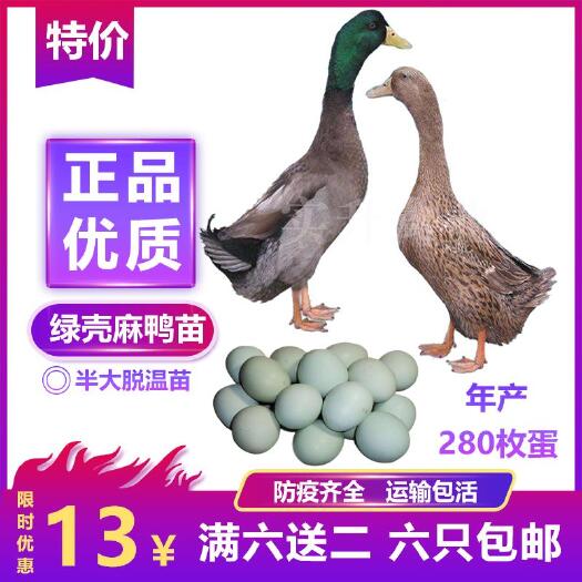 南宁 绿壳麻鸭苗 脱温半大鸭苗 正宗绿壳麻鸭苗 鸭活苗