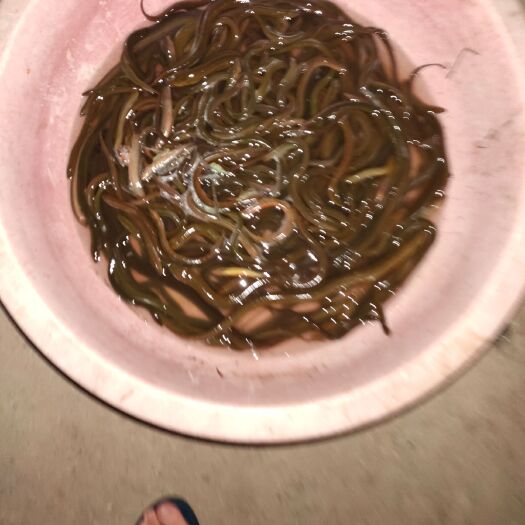 麻城市 批发黄鳝，黄鳝，生鲜美味，口感滑嫩。天然黄鳝不容错过。