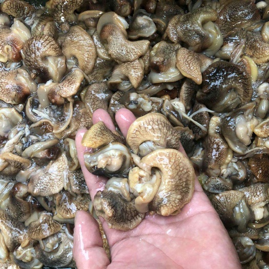 阳春市玛瑙蜗牛  蜗牛肉