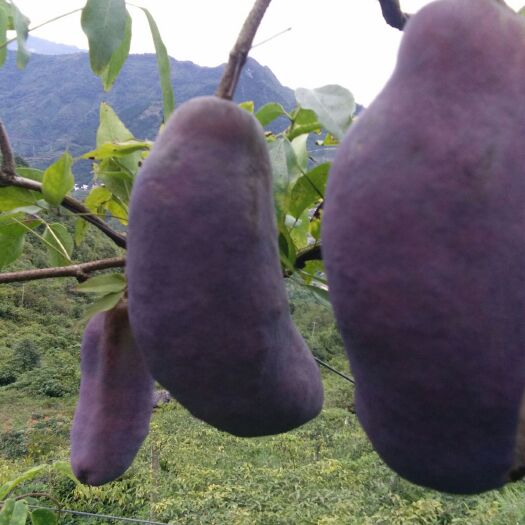 六盘水麻皮八月瓜 基地直销，无中间商，价格最优惠