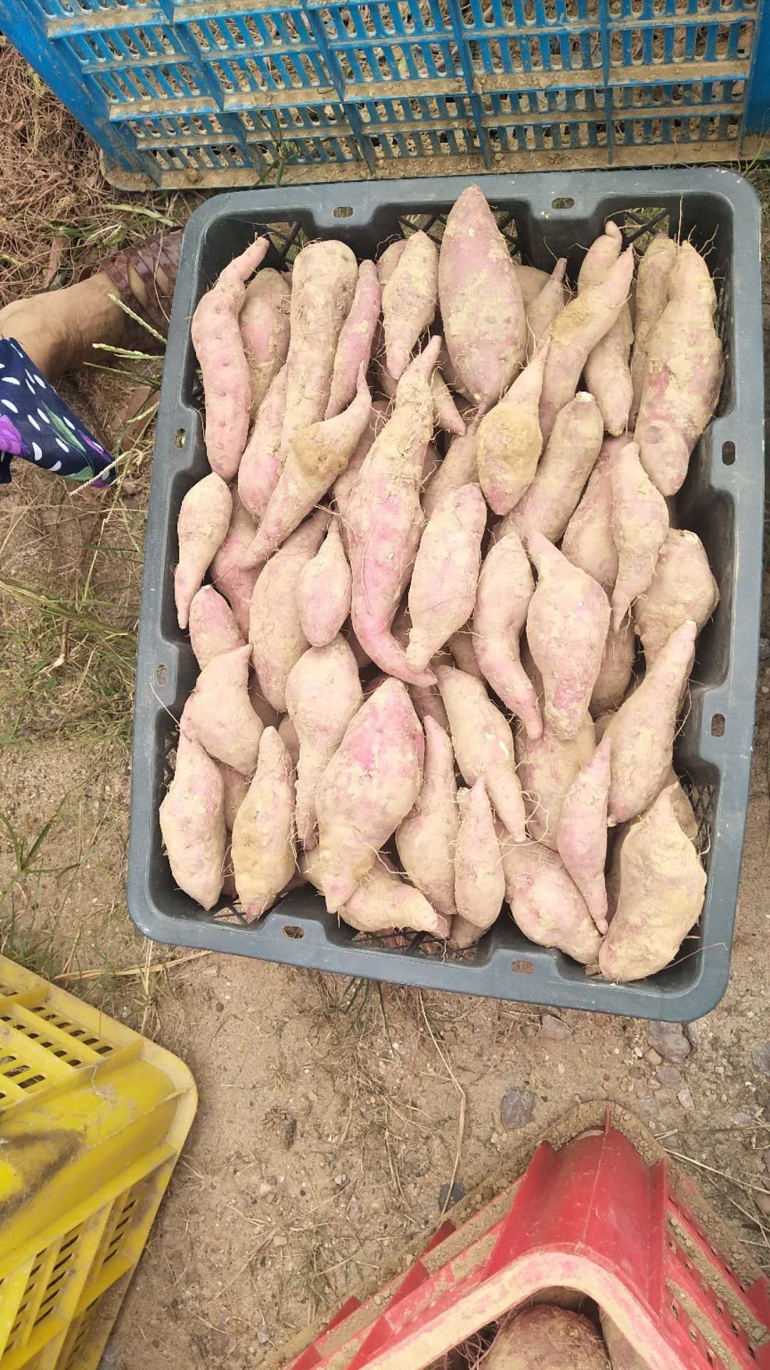 天目山小香薯苗 欢迎各位大佬订购小香薯