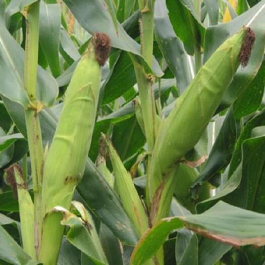 南宁玉米秸秆 新鲜玉米杆带玉米棒