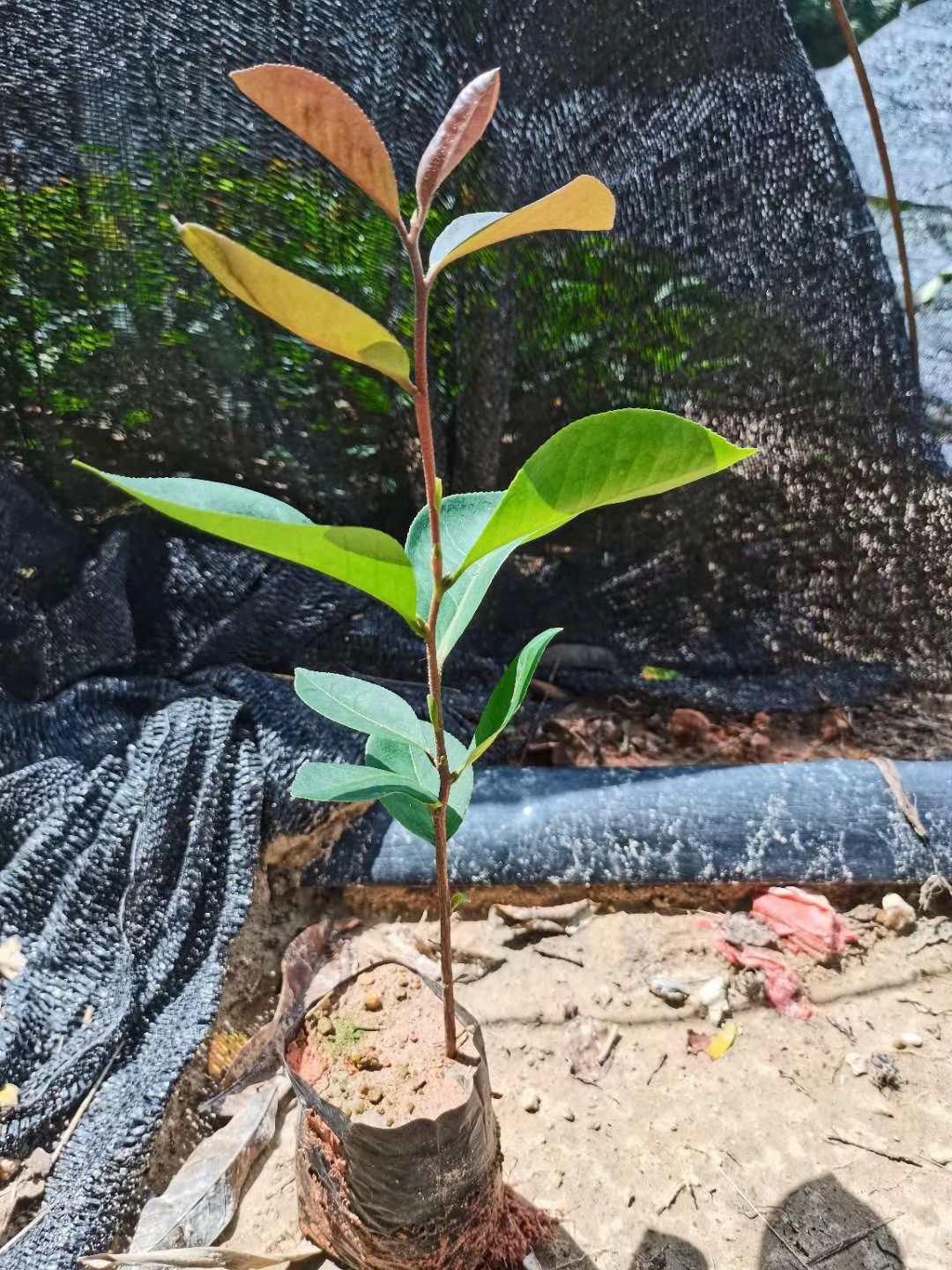 油茶树苗  油茶杯苗 25公分起