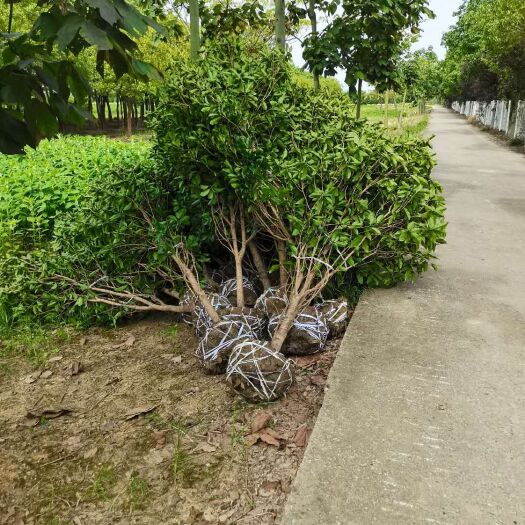 独山县 桂花树