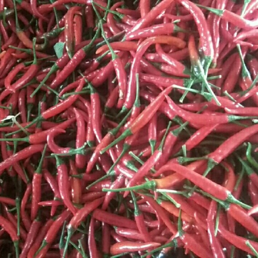 商丘25小米椒  欢迎咨询，量大长年出售，货源充足