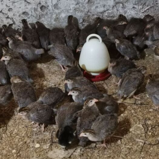 衡阳珍珠鸡苗  珍珠鸡脱温苗 包运输包疫苗保质保量