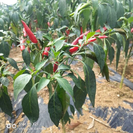 凤凰县 湘西铜仁高品质辣椒青椒红椒6号7号8号3号20厘米高辣度皮薄