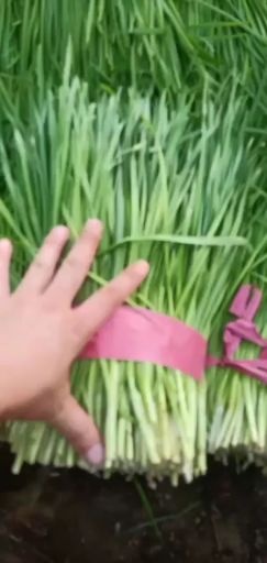 韭菜大量上市中有需求的可以联系