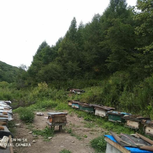 穆棱市 林区土养蜂蜜