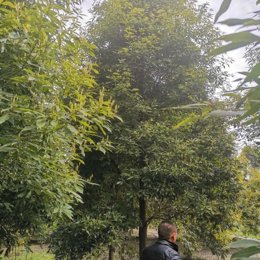 成都 楠木小叶桢楠