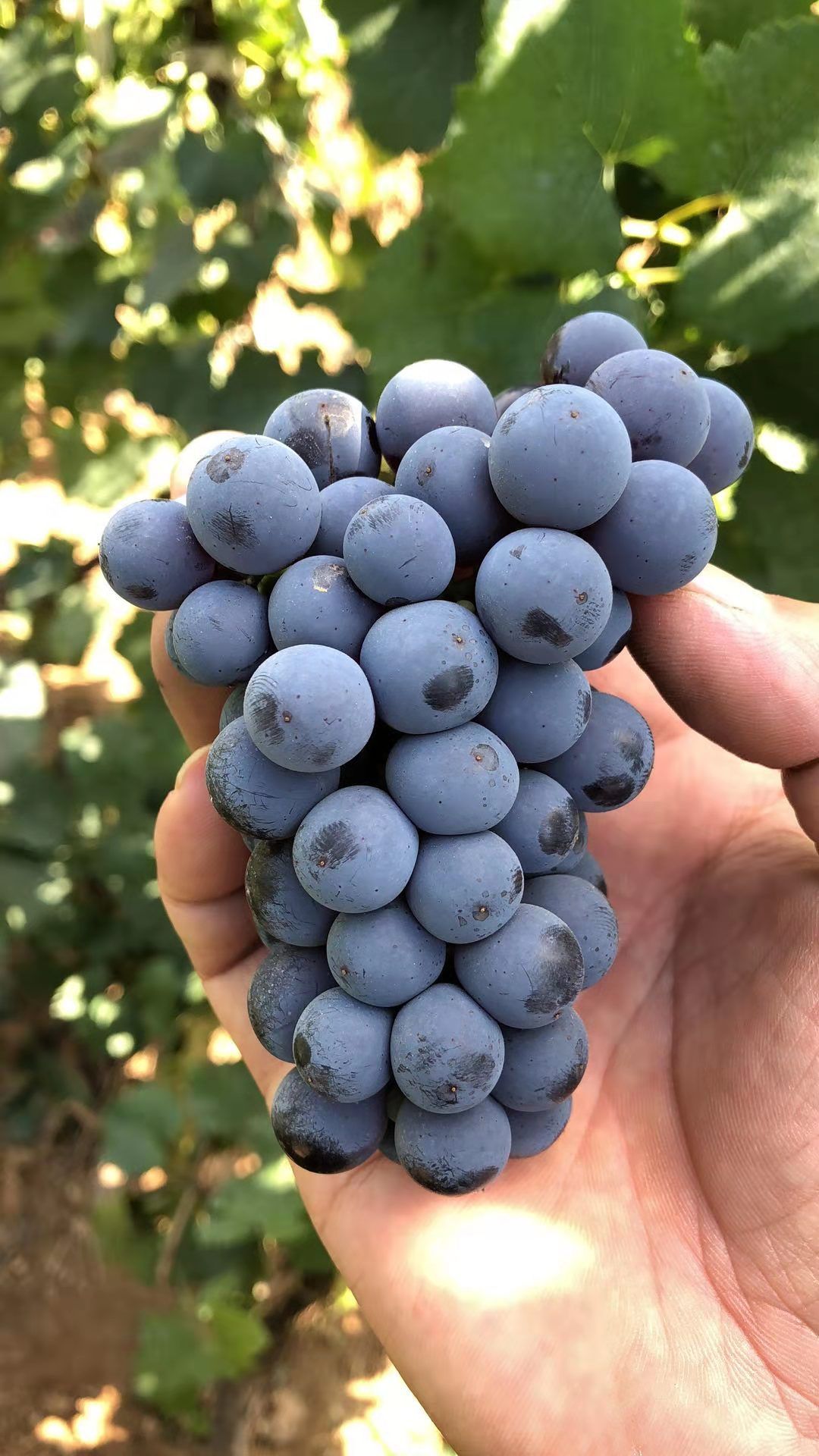 怀来沙城产区精选酿酒葡萄赤霞珠葡萄
