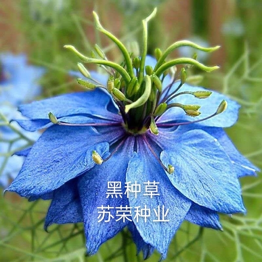 宿迁 黑种草种子混色香草波斯宝石黑子草阳台盆栽观花花海种子
