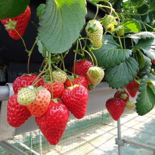 沂南县 草莓苗奶油草莓苗
