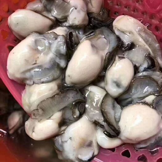 饶平县汫洲生蚝 生蚝肉
