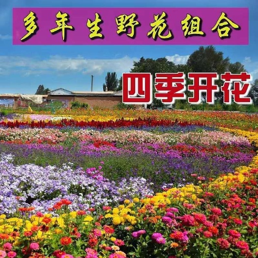 宿迁 野花组合种子波斯菊格桑花百日草花种籽多年生花卉海种子
