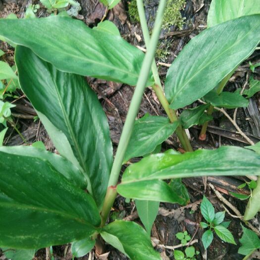 梁河县 草果苗