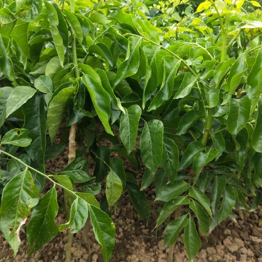 灵山县贵妃黄皮果苗  贵妃黄皮皮