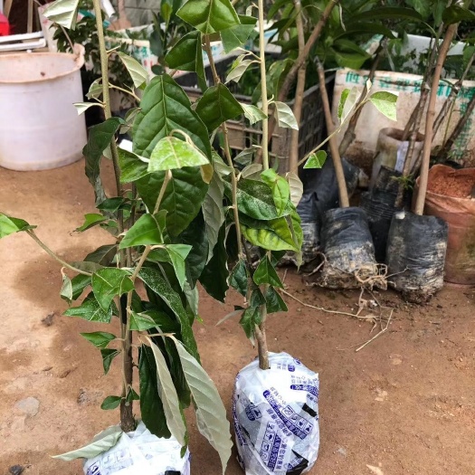 灵山县 羊奶果苗