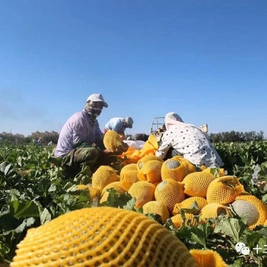 哈密 新疆哈密十三师的哈密瓜成熟了
