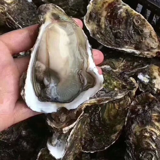 饶平县 牡蛎