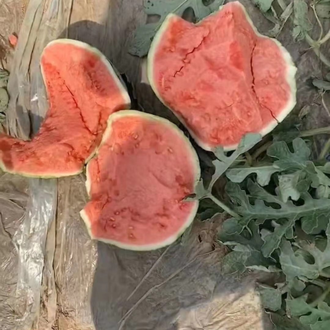 海南万宁麒麟西瓜，大棚美都头茬，无籽，有籽
