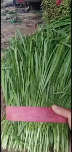 韭菜大量上市中有需求的老板提前联系我