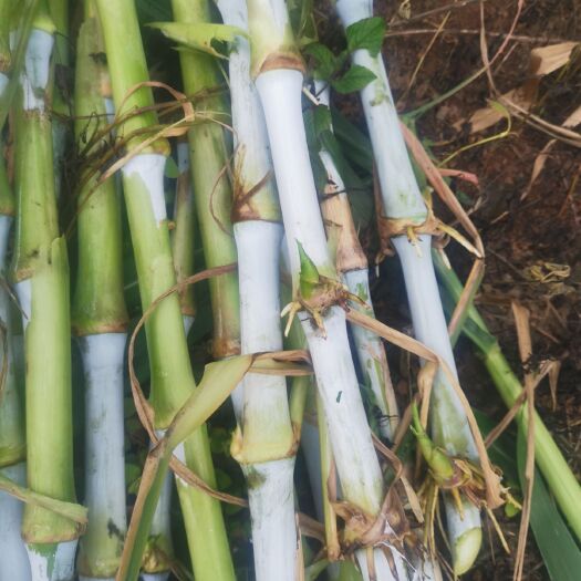 青绿饲料  新型无毛黄竹草0.2元一节